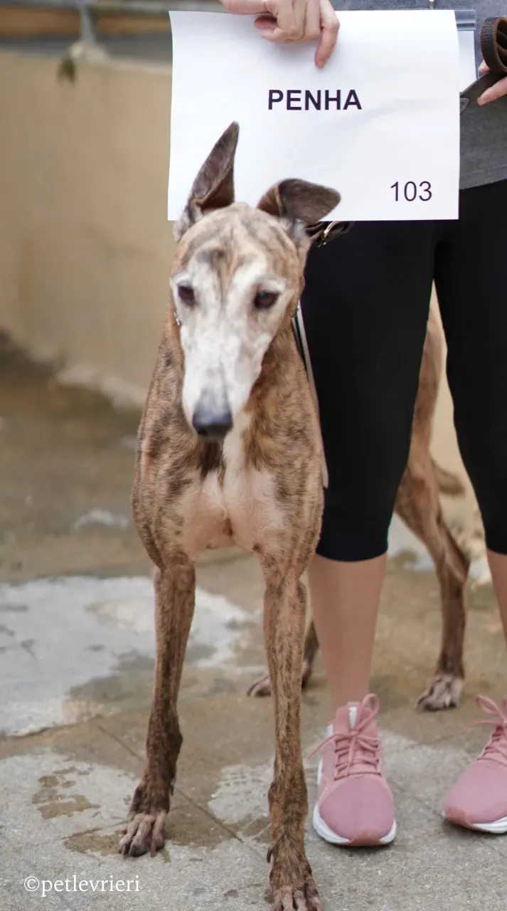 penha adozione greyhound macao 5