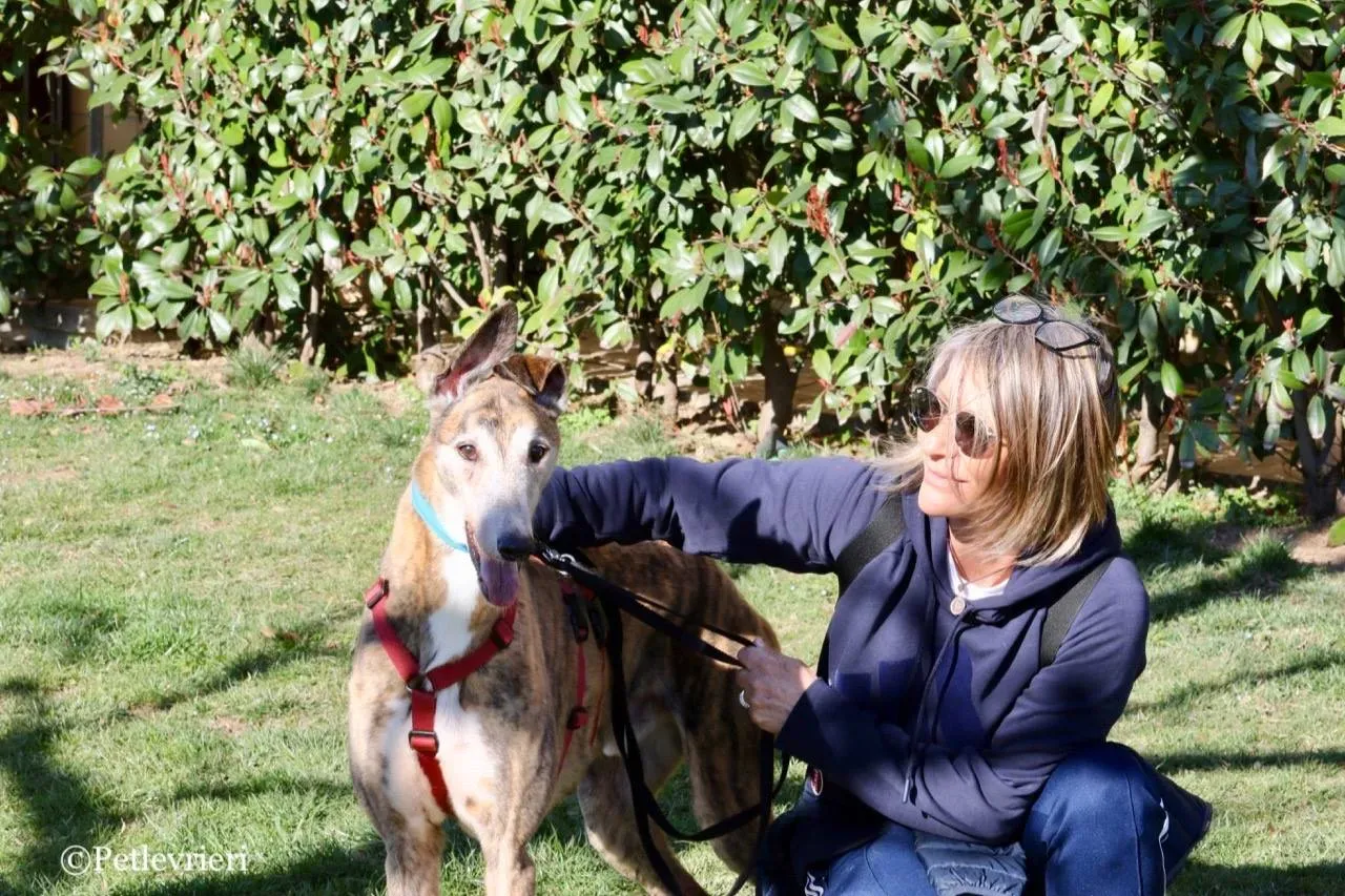 penha adozione greyhound macao 6