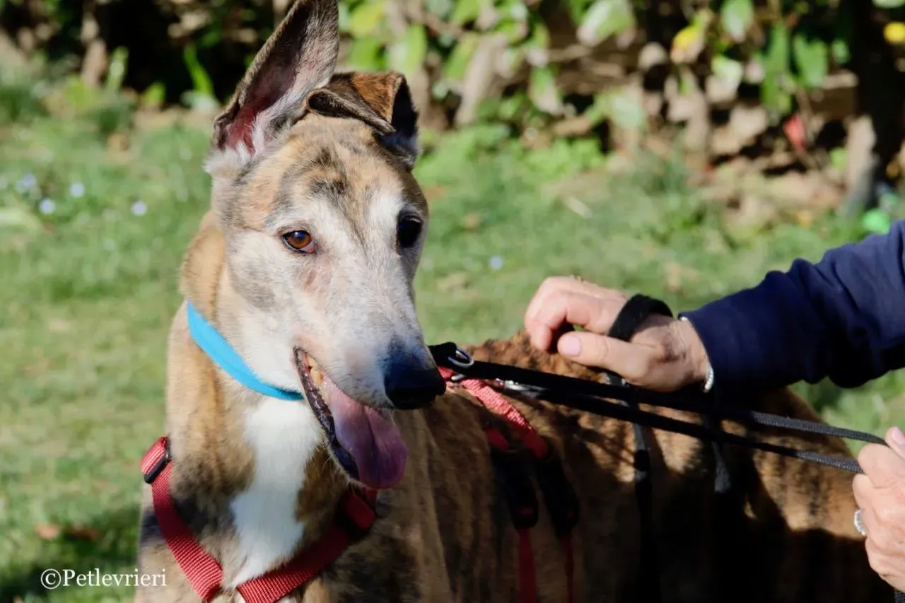 penha adozione greyhound macao 7