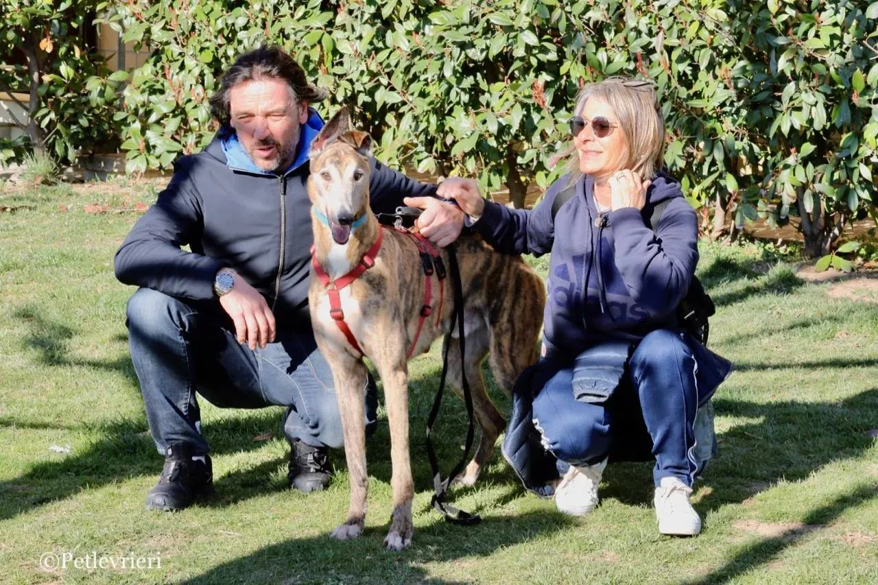 penha adozione greyhound macao 8
