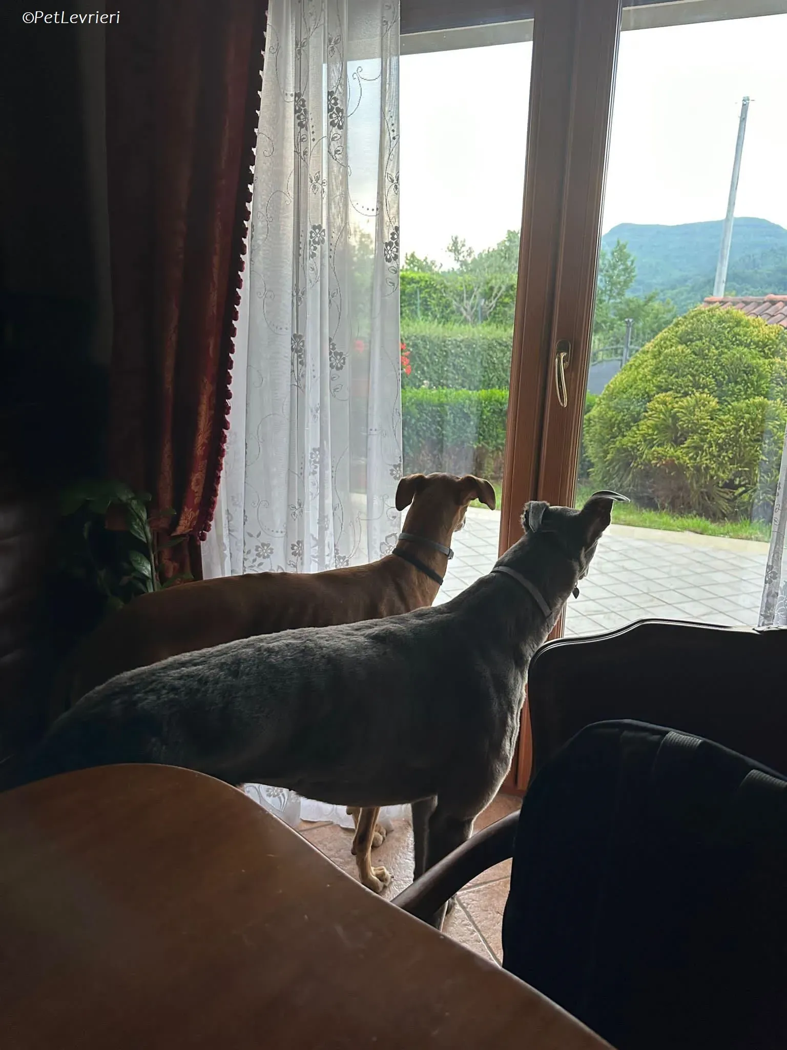 penny adozione levrieri greyhound 11