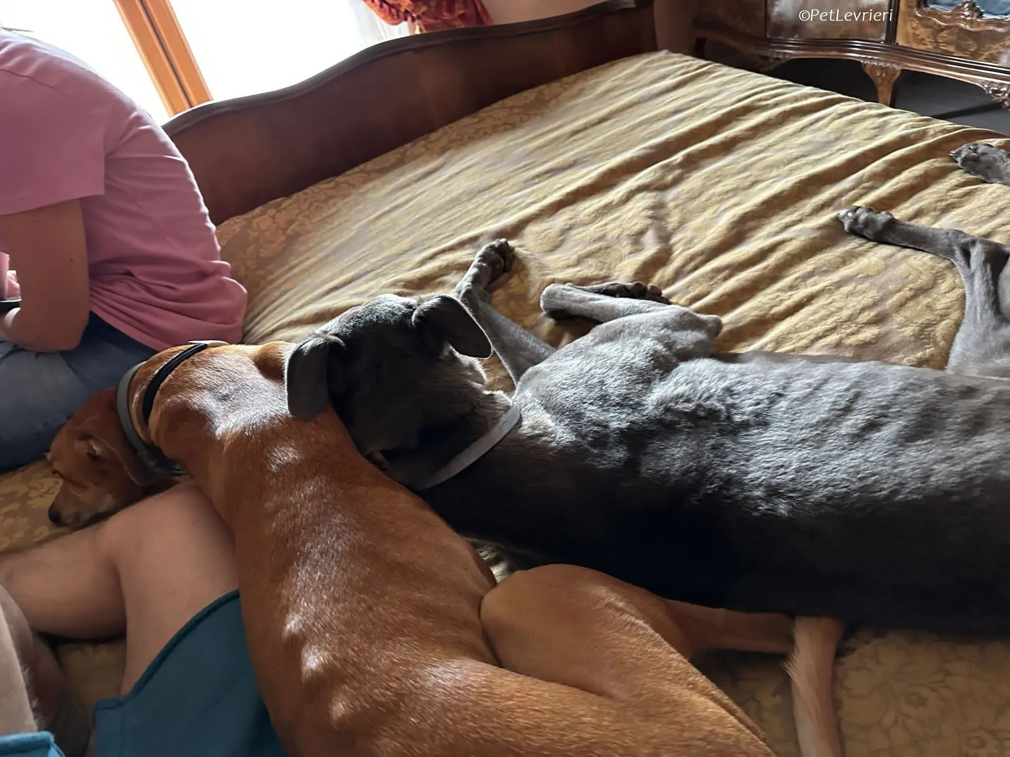 penny adozione levrieri greyhound 12