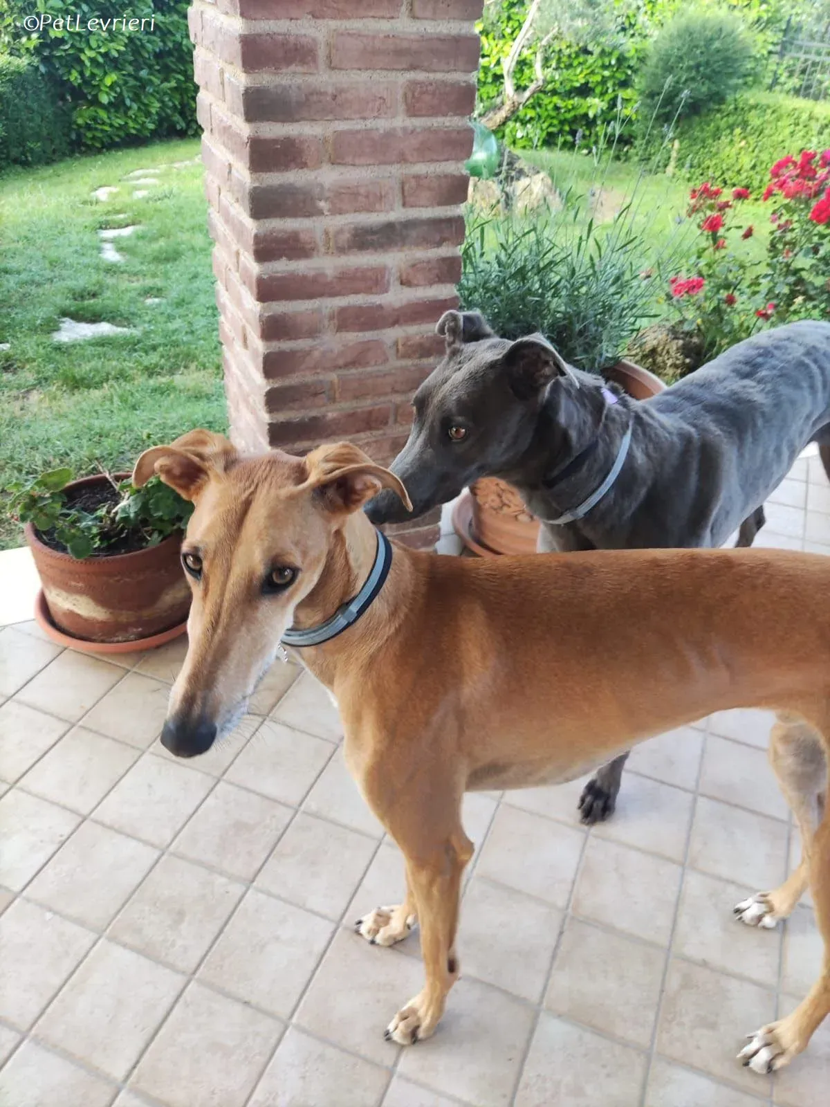 penny adozione levrieri greyhound 15