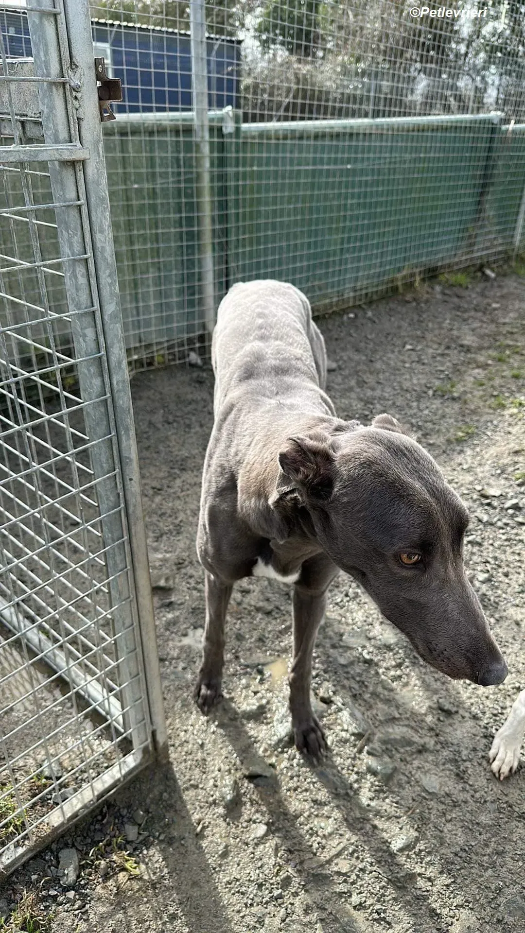 penny adozione levrieri greyhound 2