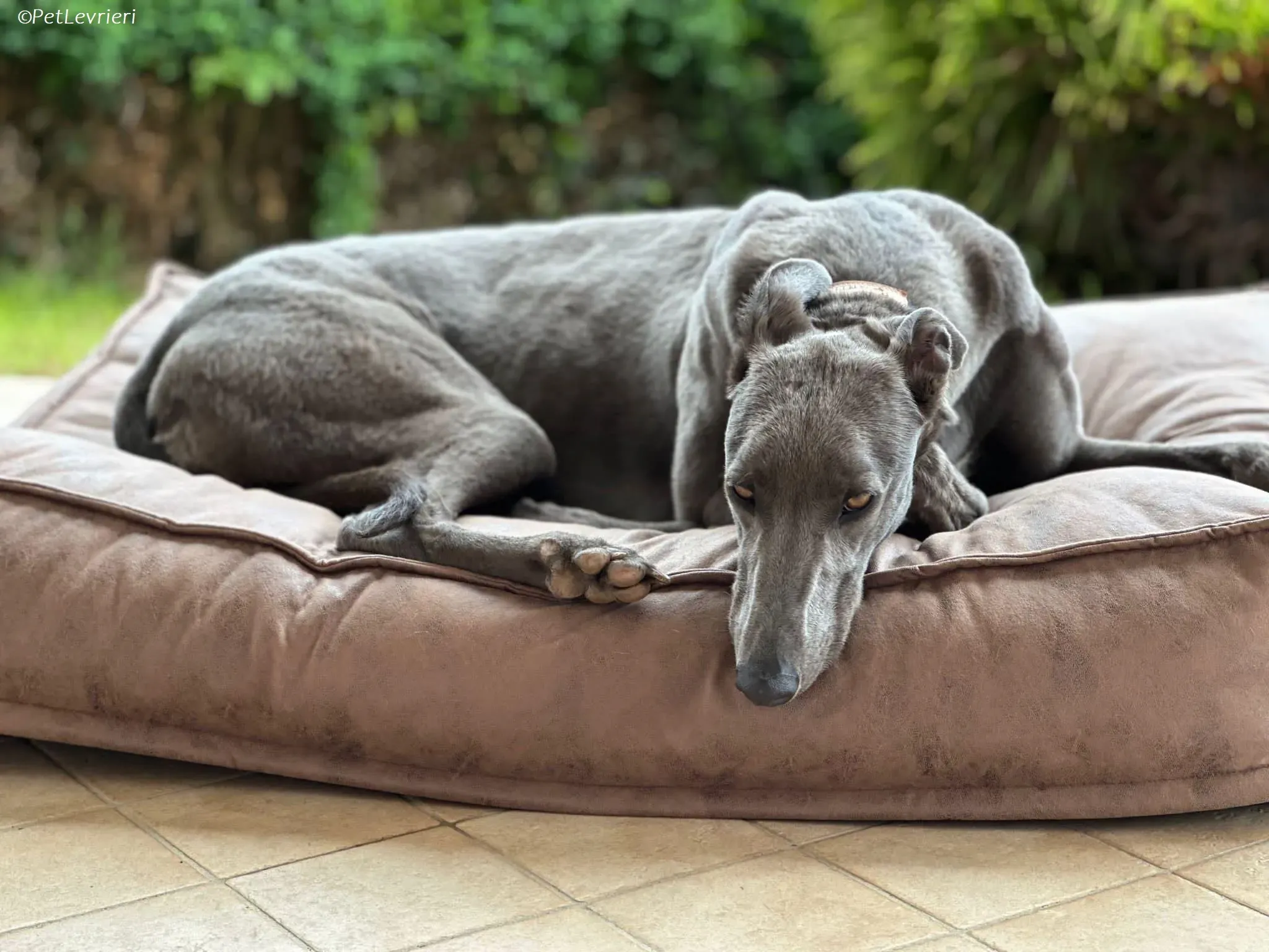 penny adozione levrieri greyhound 6