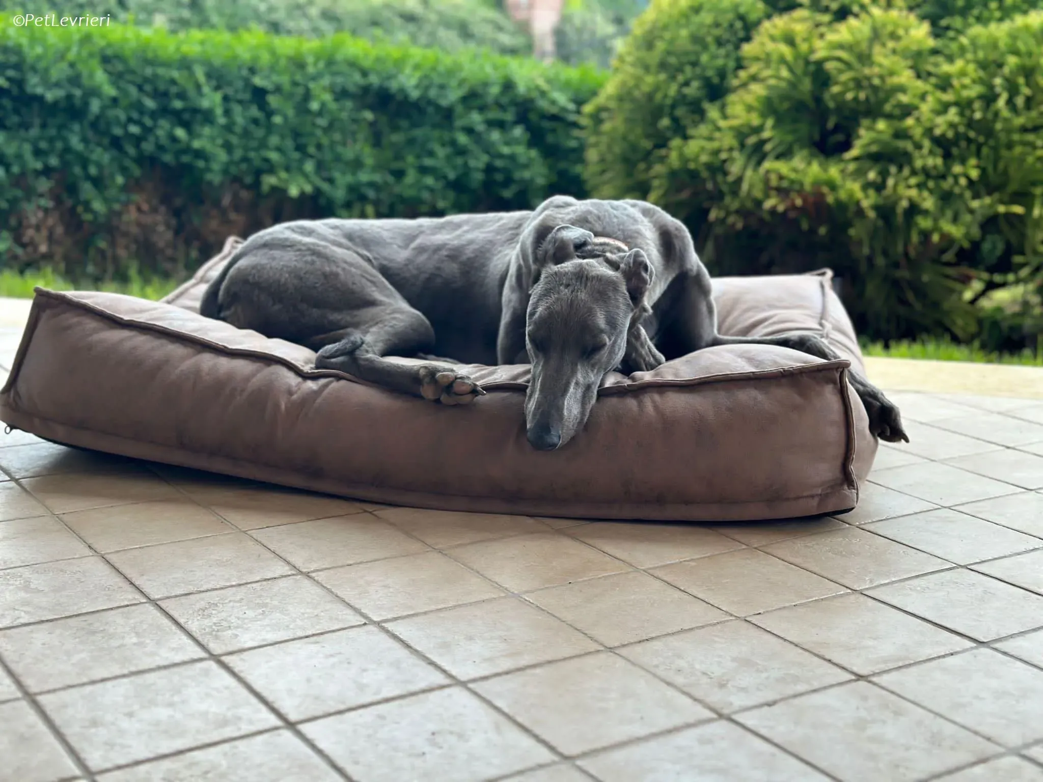 penny adozione levrieri greyhound 7