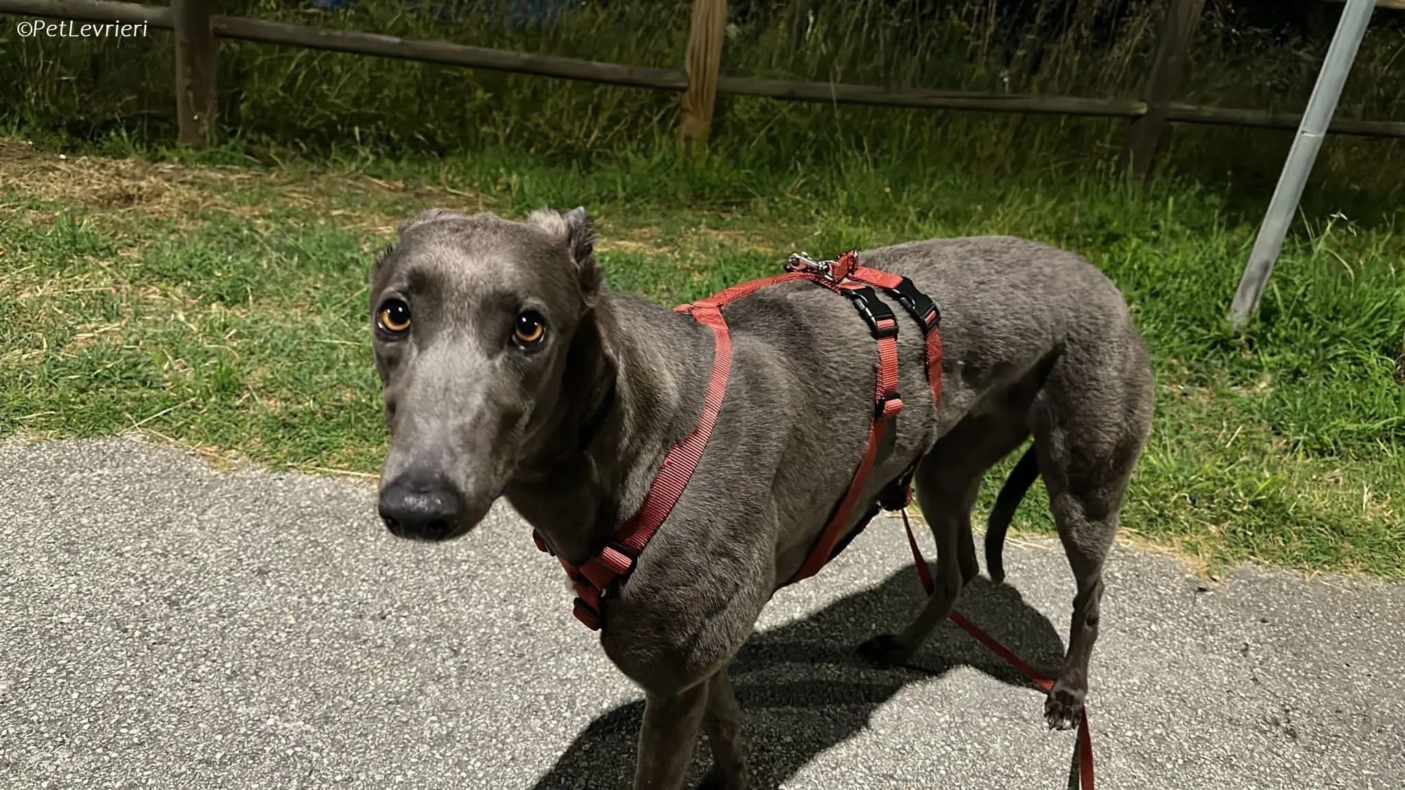 penny adozione levrieri greyhound 8