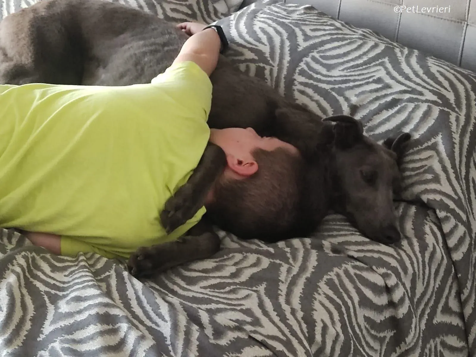 penny adozione levrieri greyhound 9