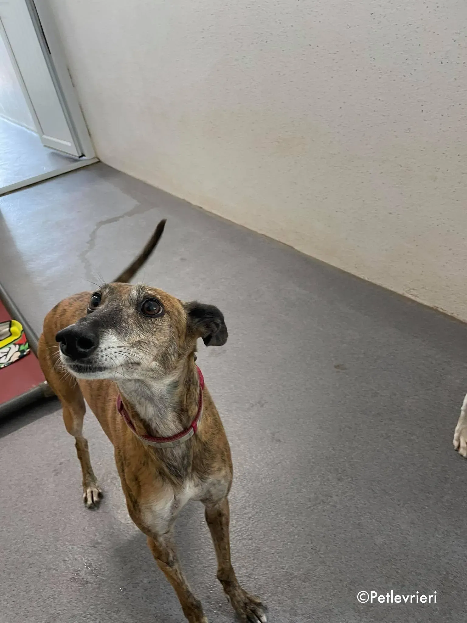 penny adozione levrieri greyhound lurcher 1