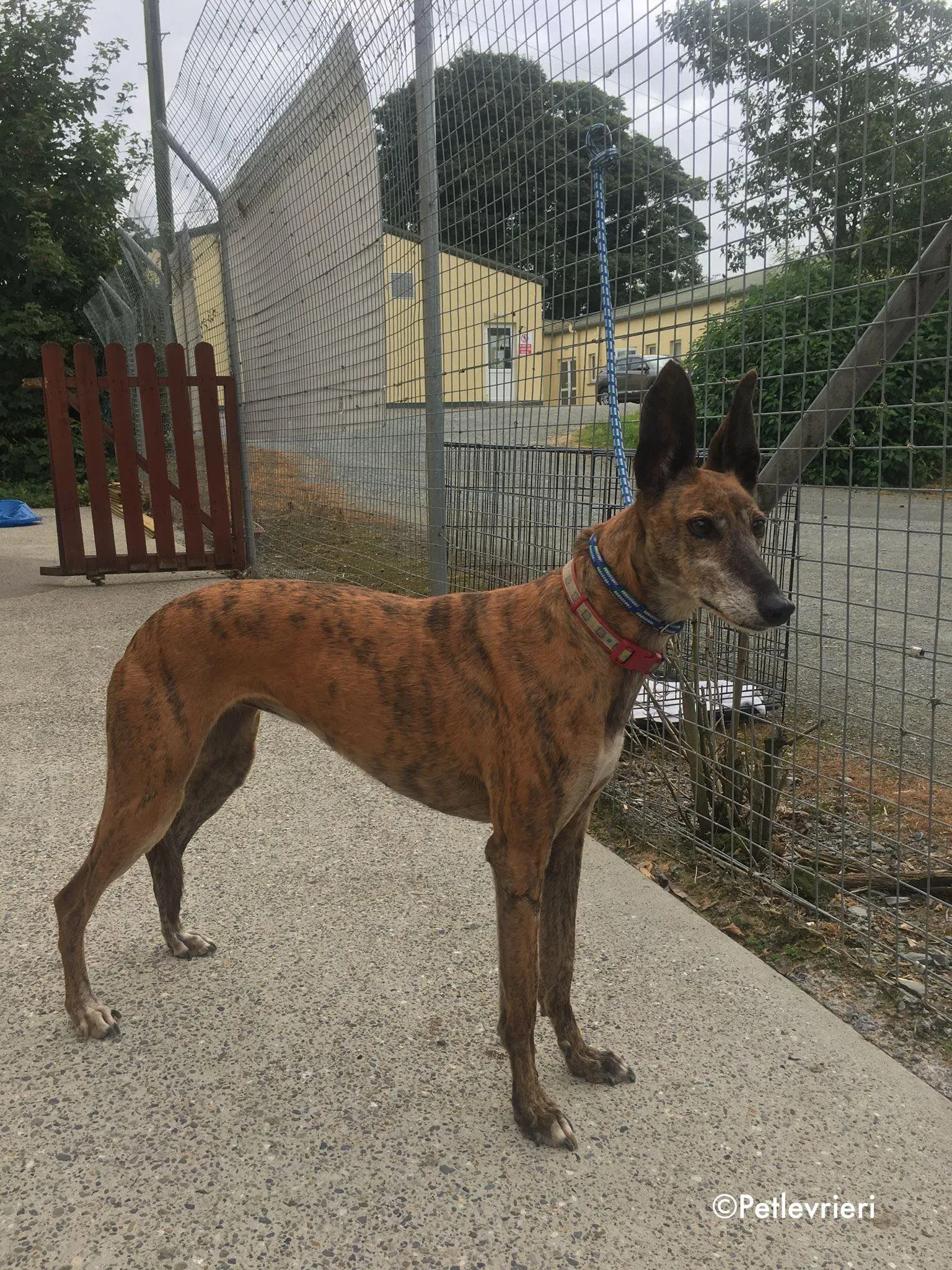 penny adozione levrieri greyhound lurcher 10