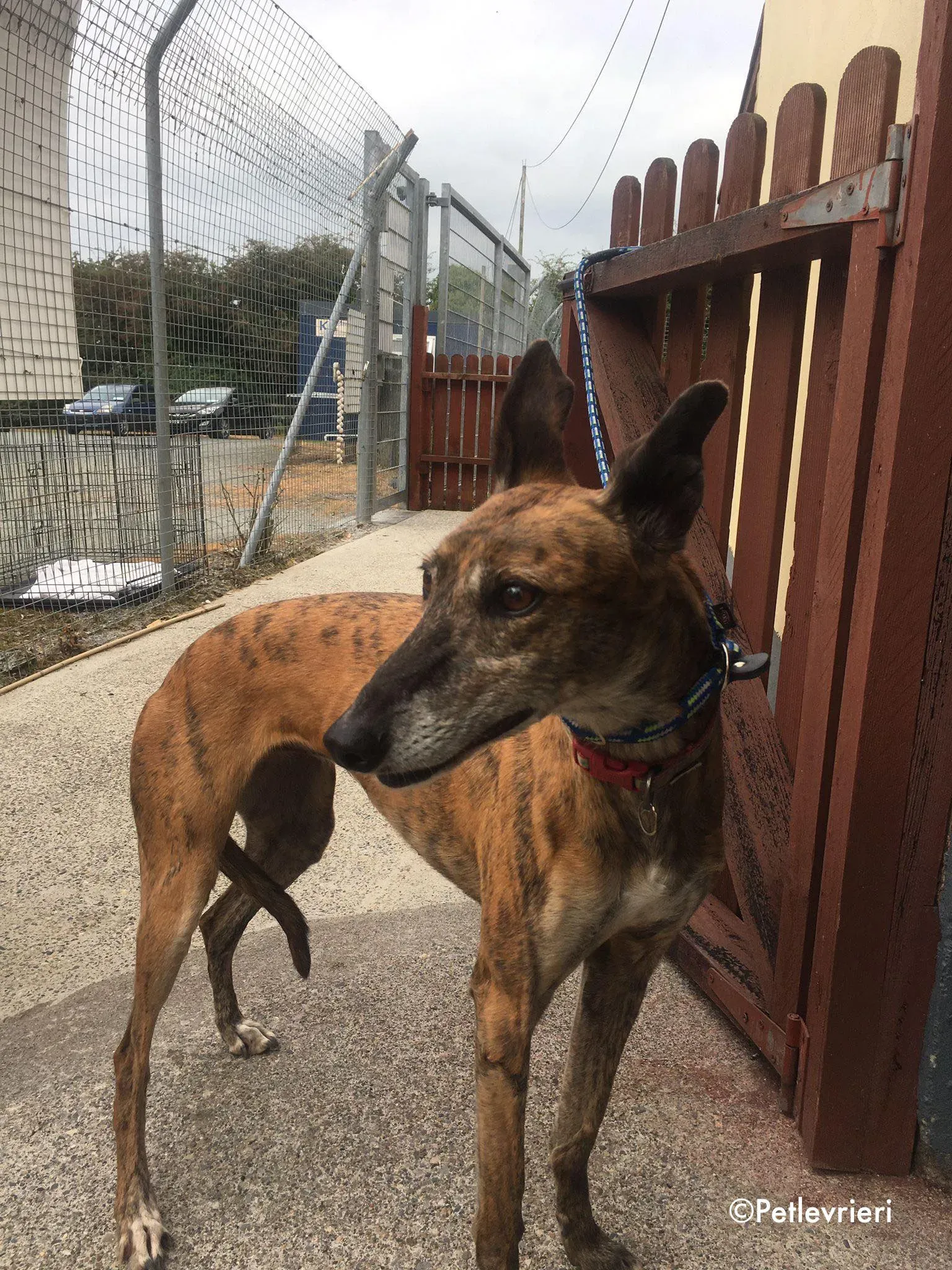 penny adozione levrieri greyhound lurcher 11