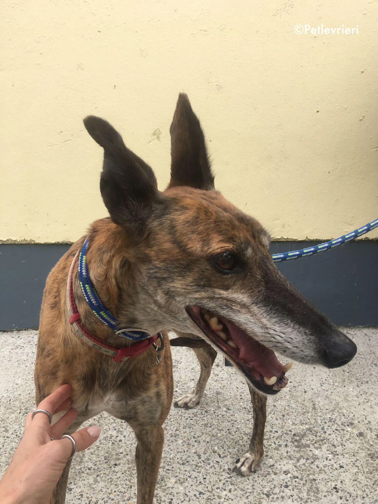 penny adozione levrieri greyhound lurcher 12