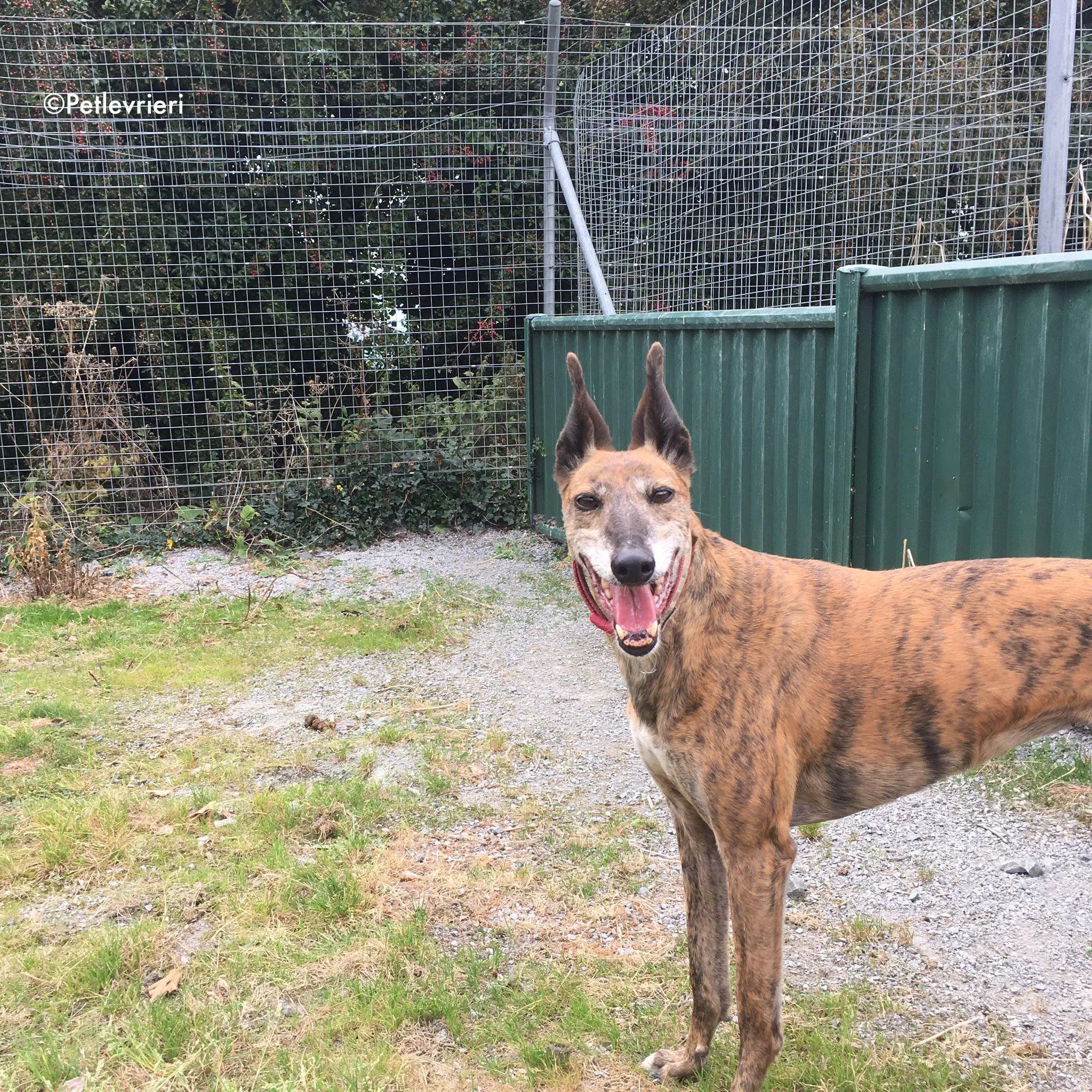 penny adozione levrieri greyhound lurcher 13