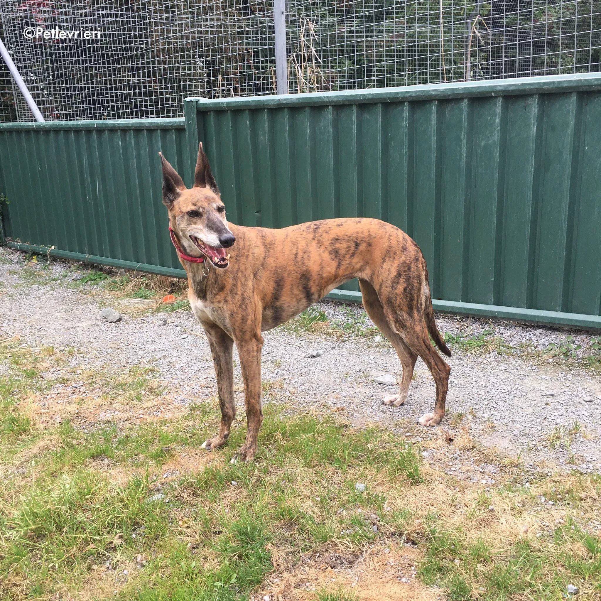 penny adozione levrieri greyhound lurcher 14