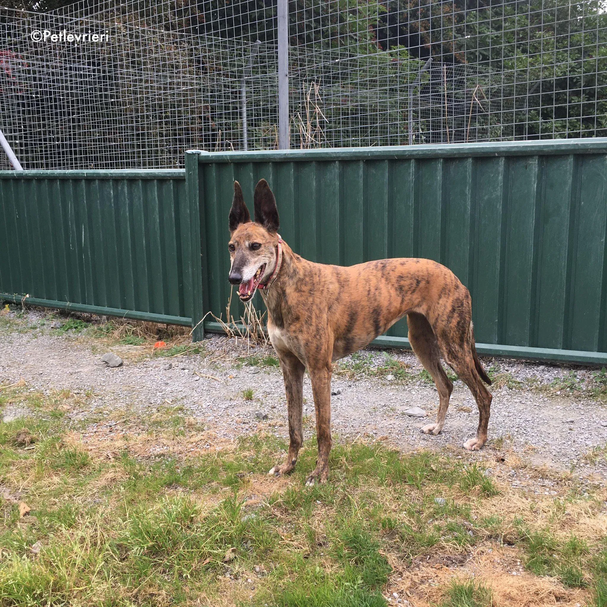 penny adozione levrieri greyhound lurcher 15