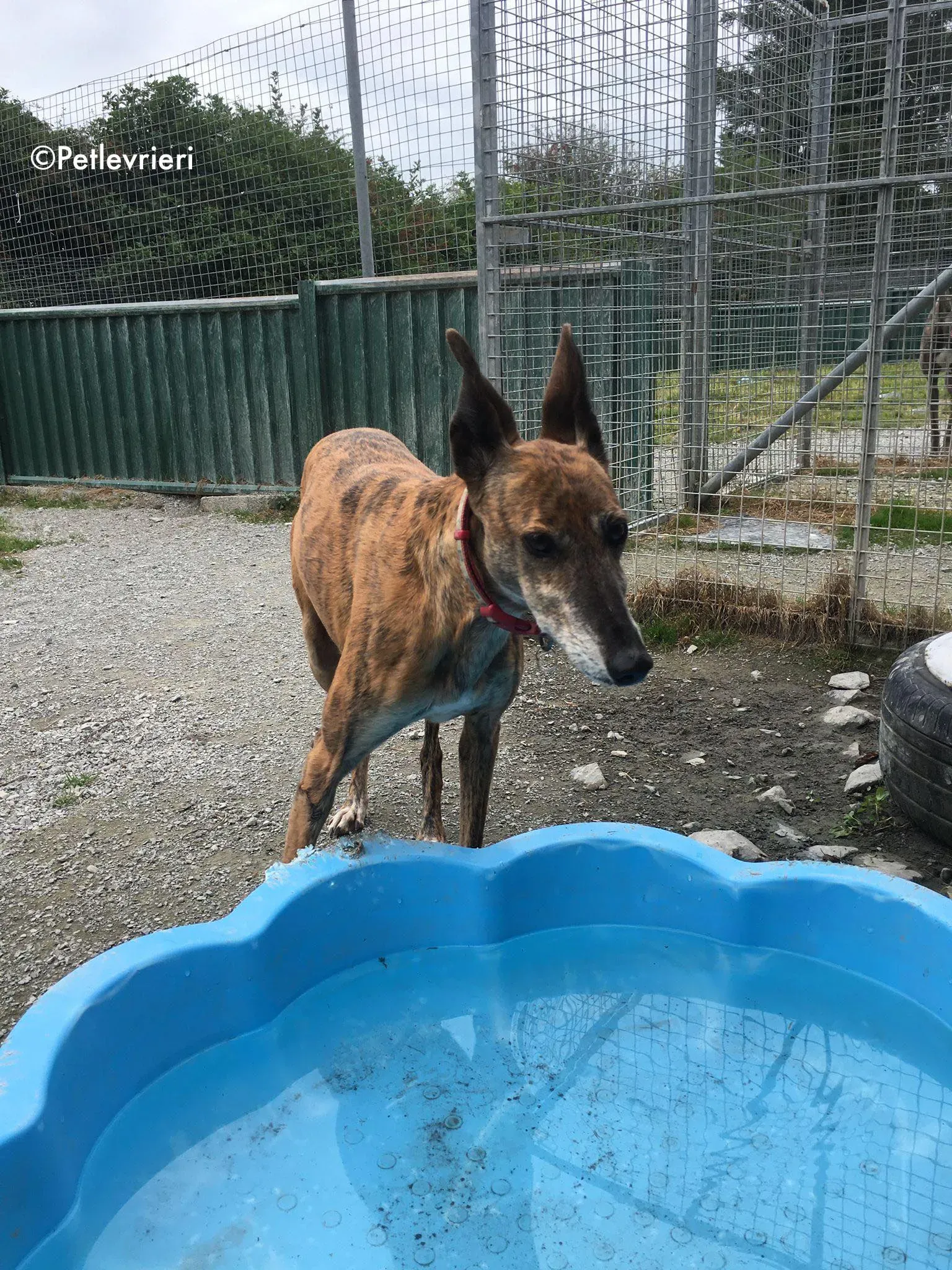 penny adozione levrieri greyhound lurcher 16
