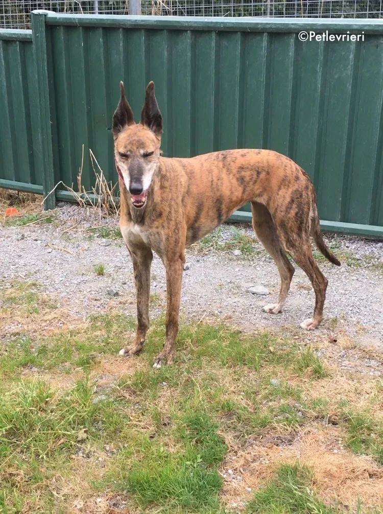 penny adozione levrieri greyhound lurcher 17
