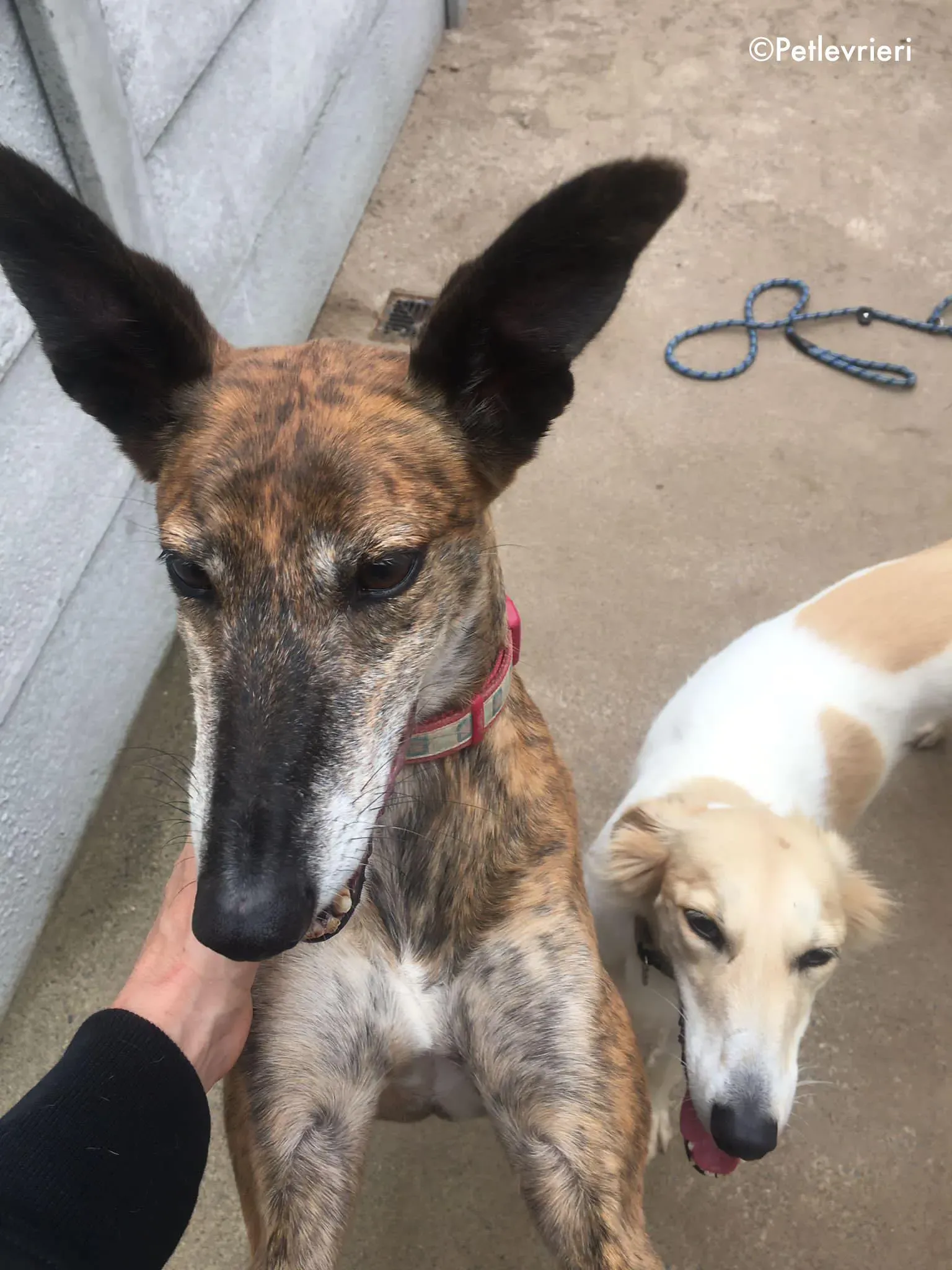 penny adozione levrieri greyhound lurcher 18