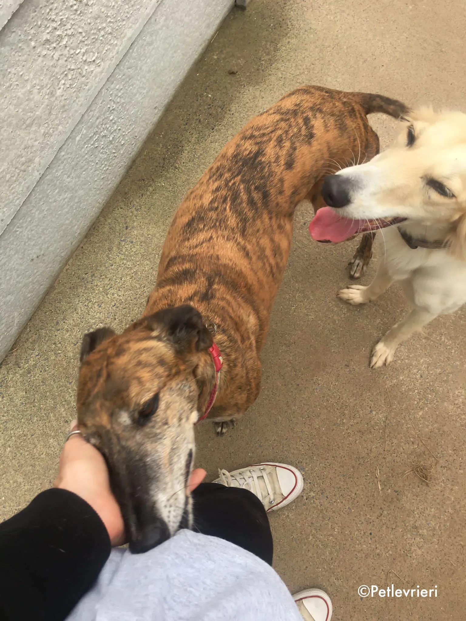 penny adozione levrieri greyhound lurcher 19