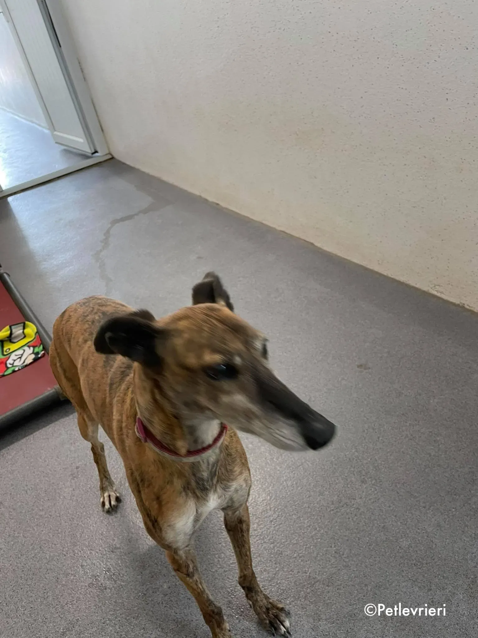 penny adozione levrieri greyhound lurcher 2