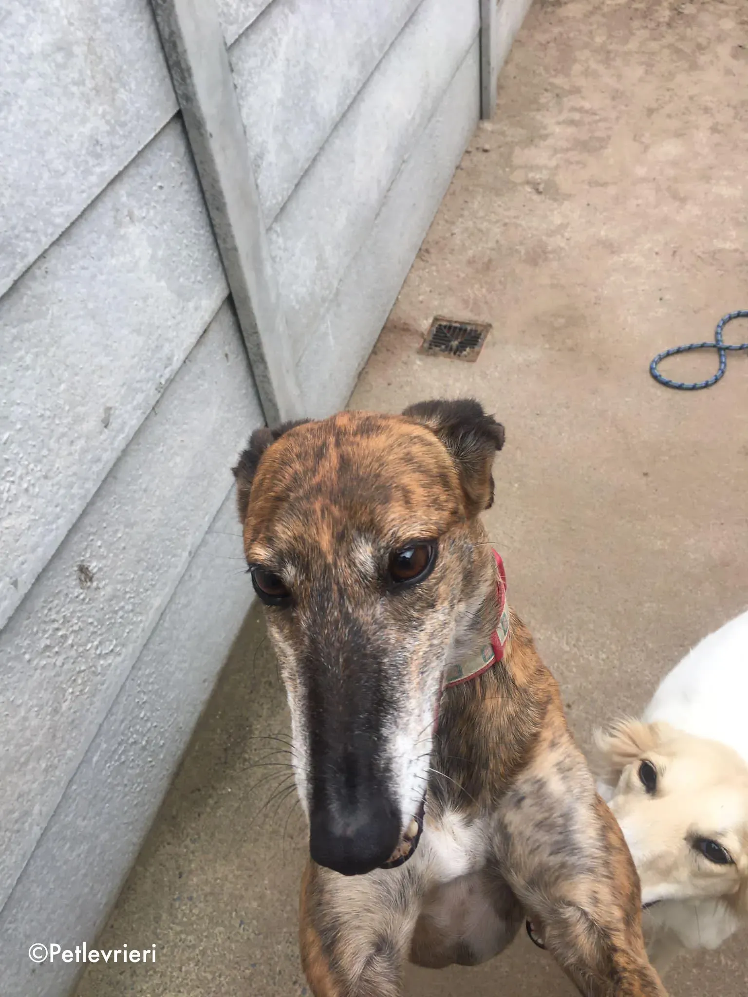 penny adozione levrieri greyhound lurcher 20