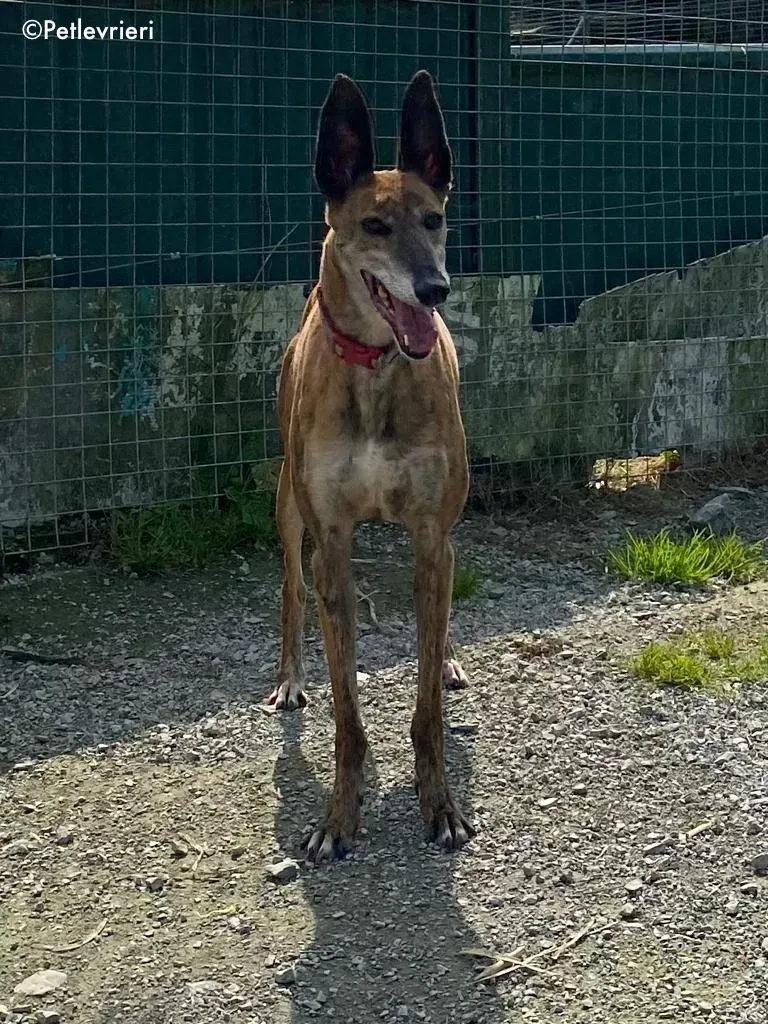 penny adozione levrieri greyhound lurcher 3