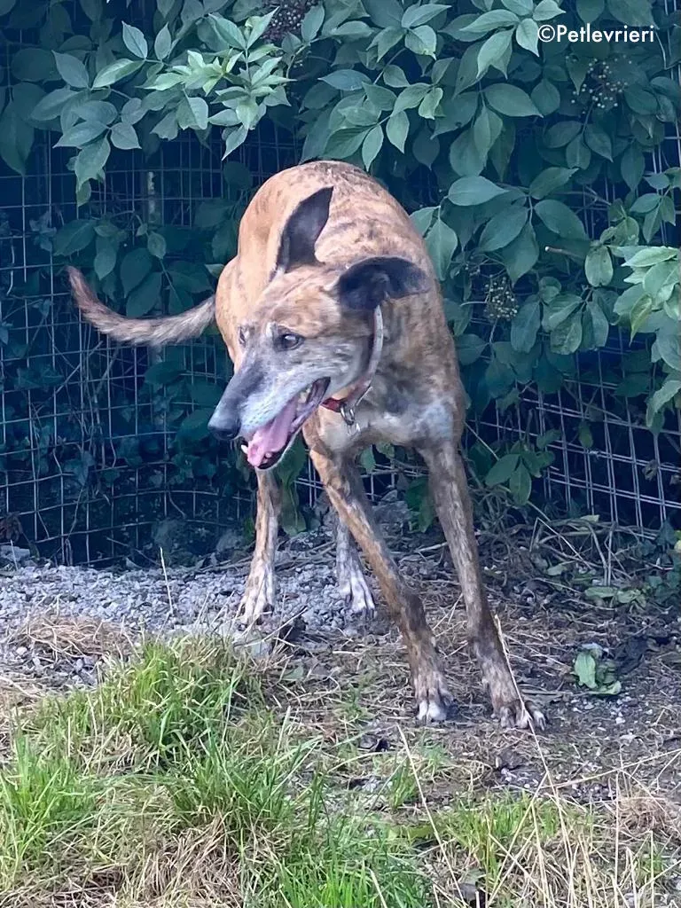 penny adozione levrieri greyhound lurcher 4