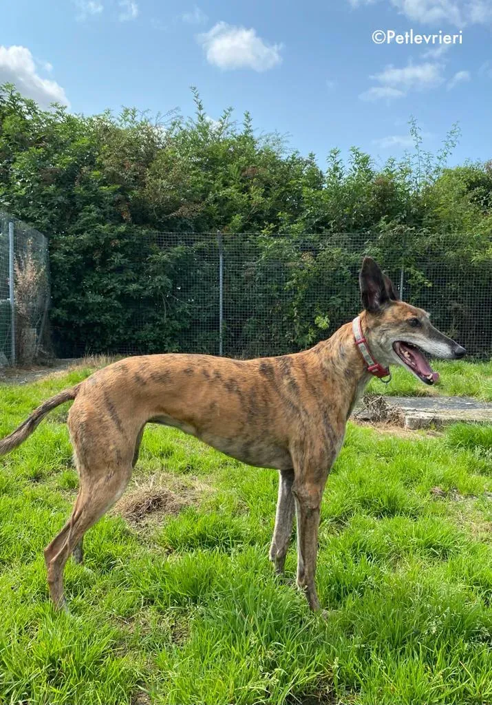 penny adozione levrieri greyhound lurcher 5