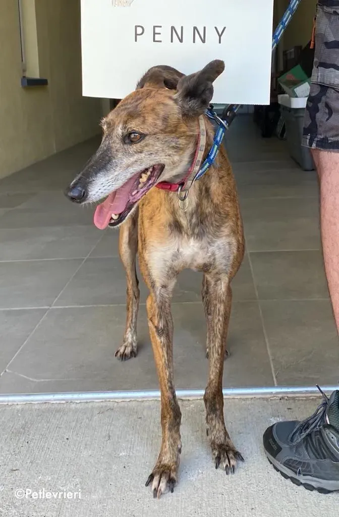 penny adozione levrieri greyhound lurcher 6