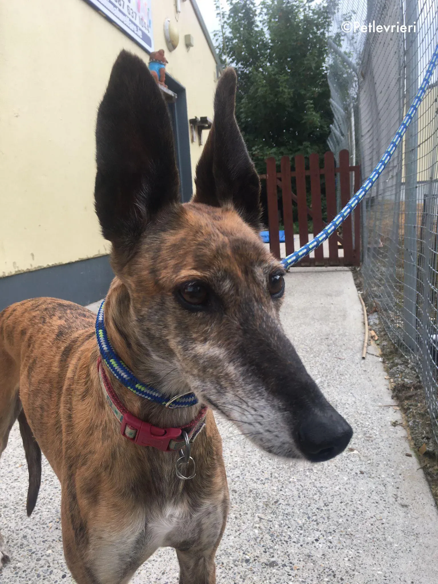 penny adozione levrieri greyhound lurcher 9