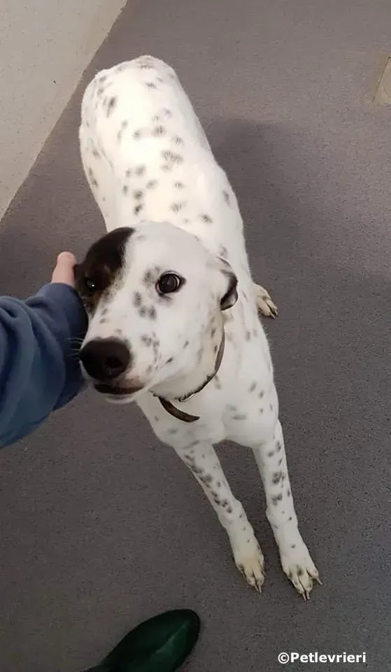 penny adozione levrieri greyhound