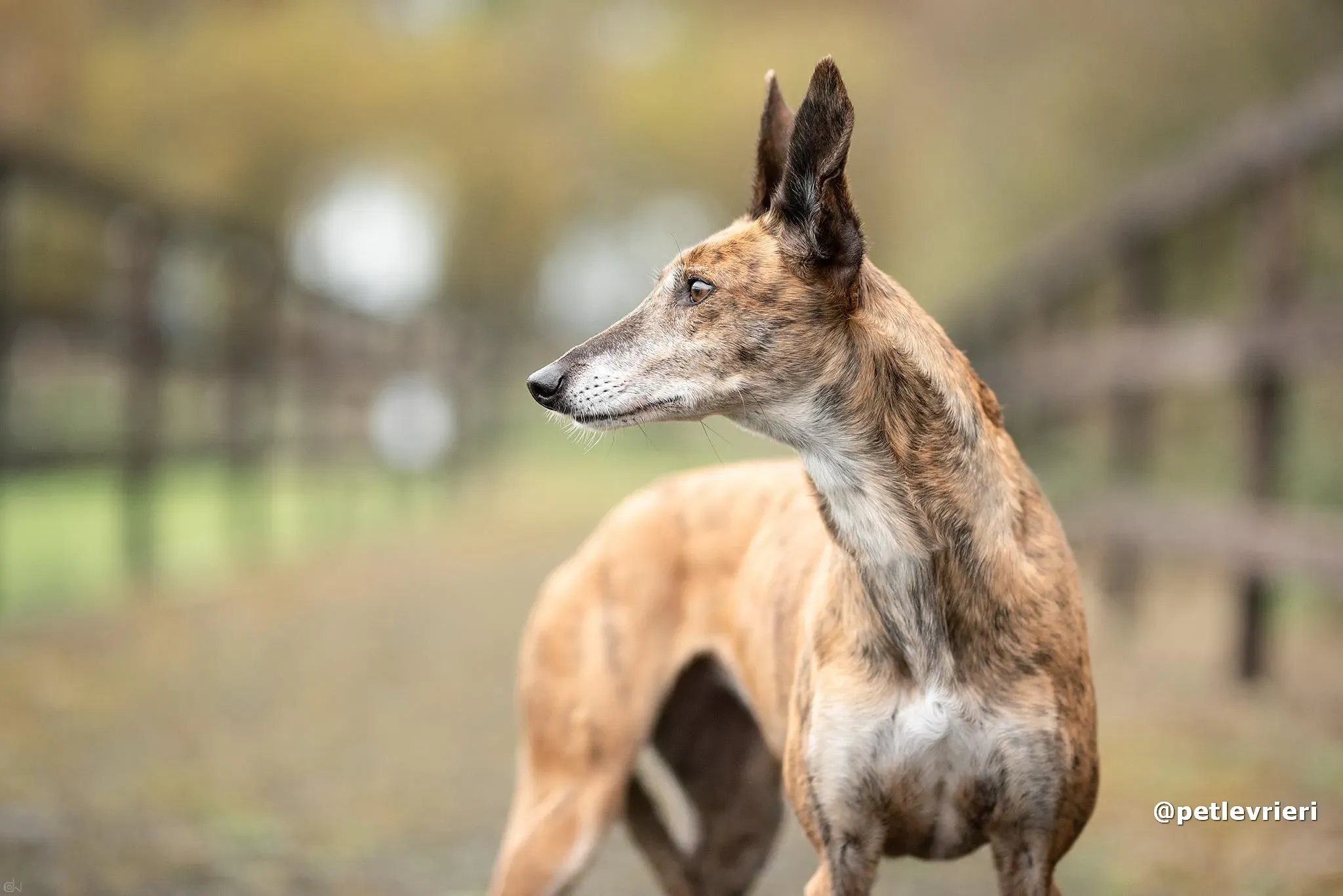 penny adozione lurcher pet levrieri 21