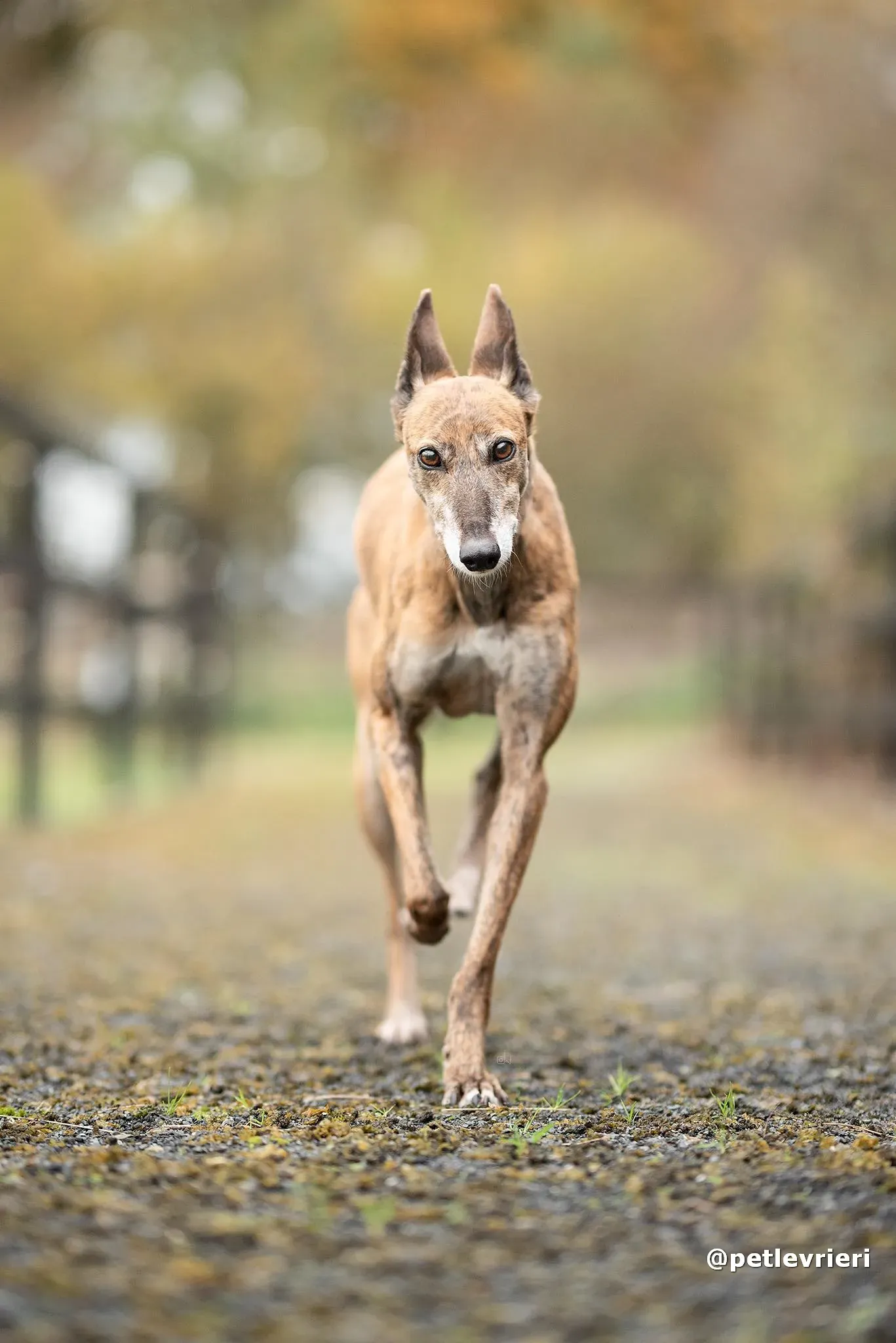 penny adozione lurcher pet levrieri 22