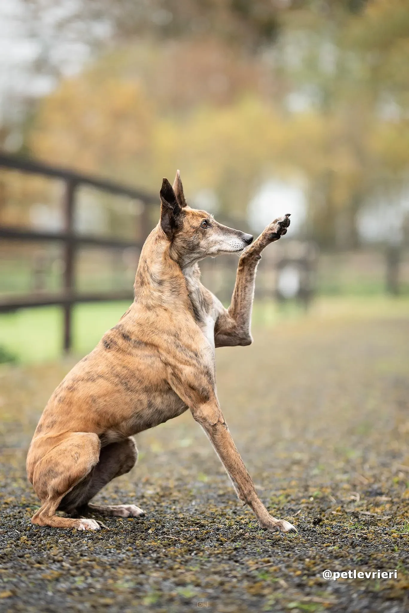 penny adozione lurcher pet levrieri 23