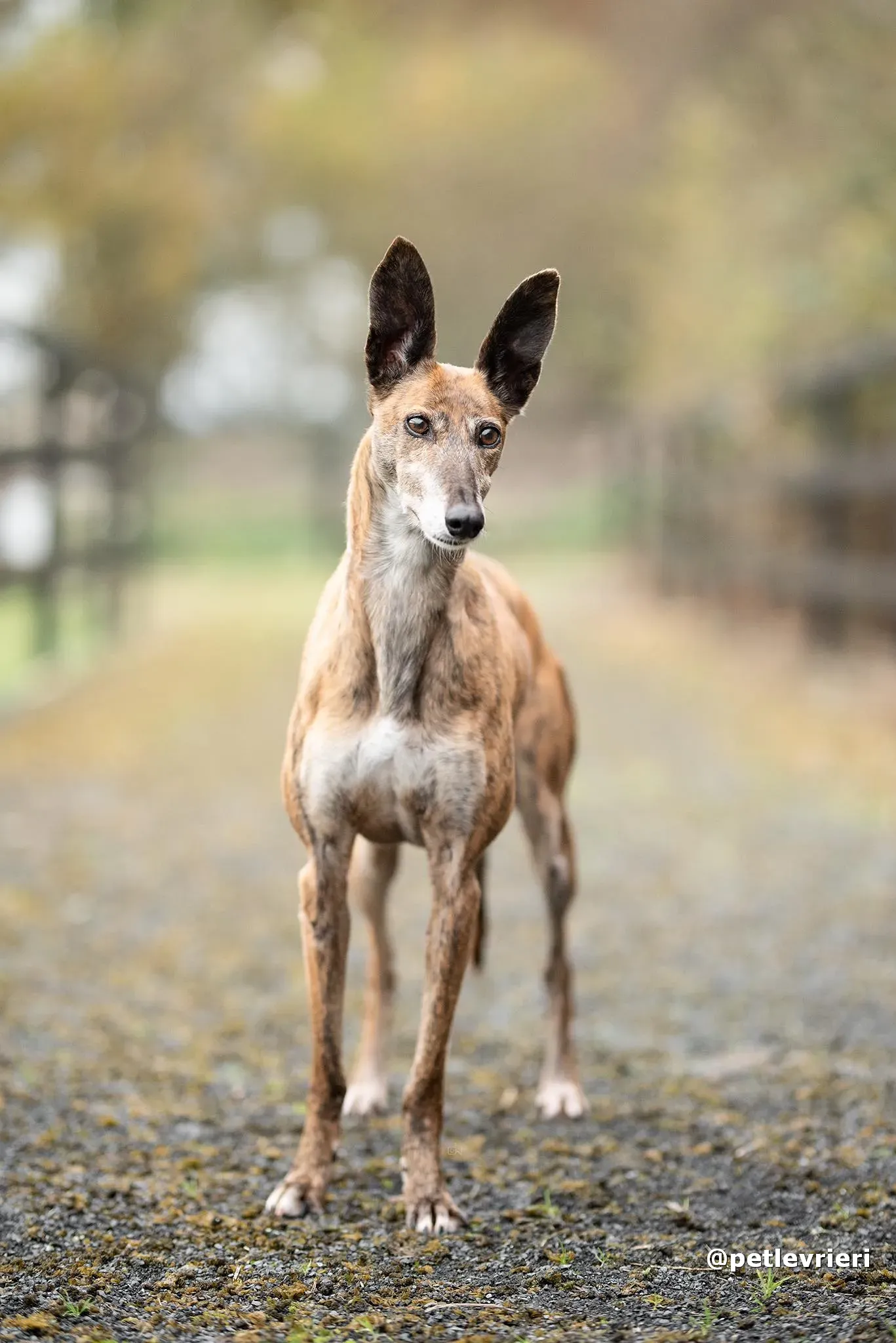 penny adozione lurcher pet levrieri 24
