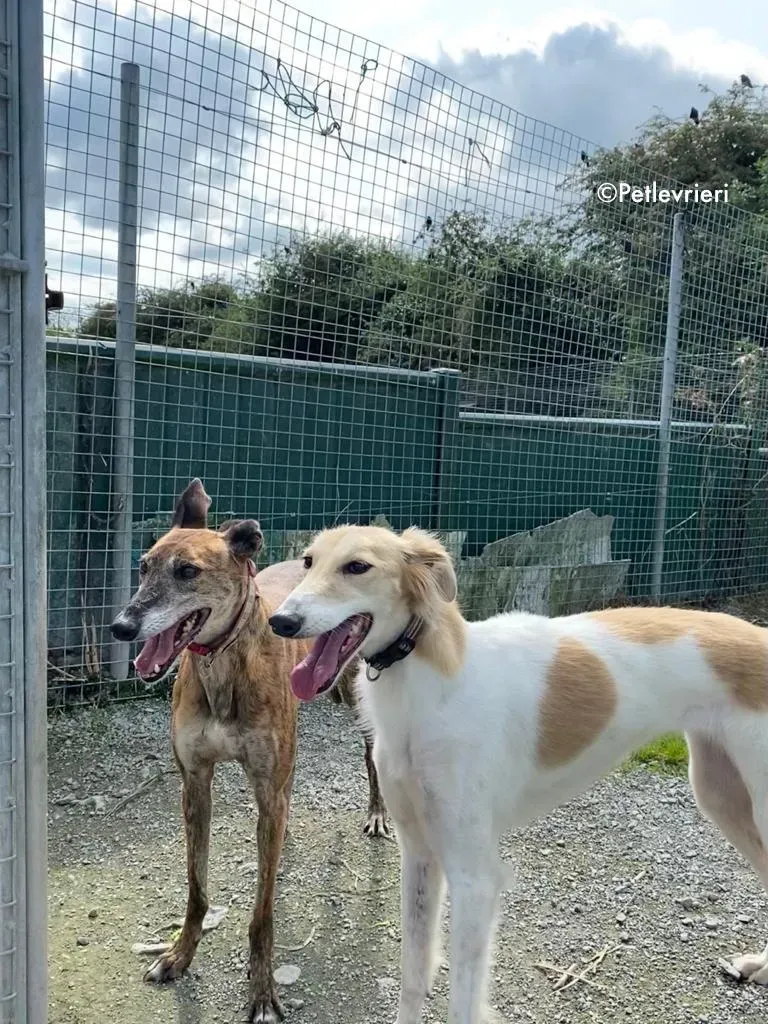 penny e holly adozione levrieri greyhound lurcher 2