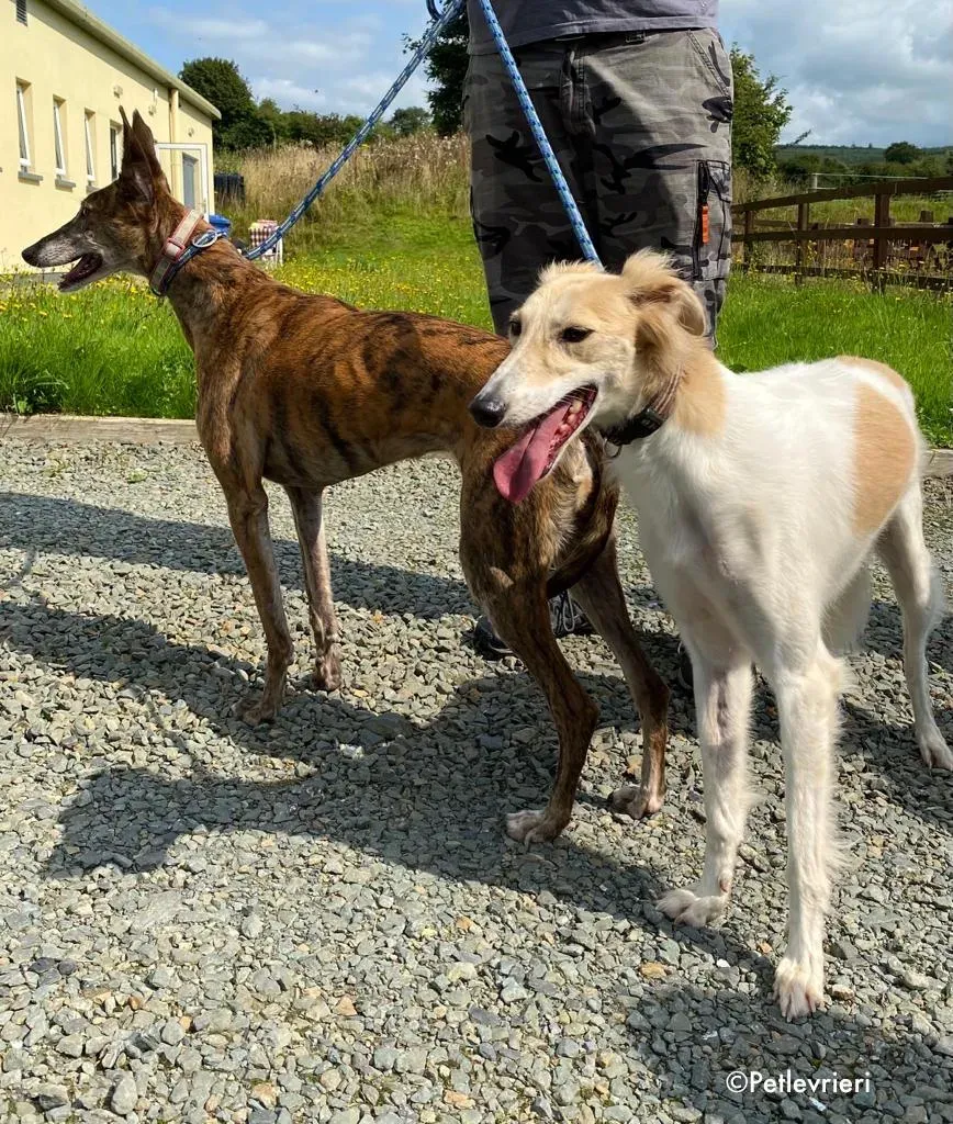 penny e holly adozione levrieri greyhound lurcher 3 1