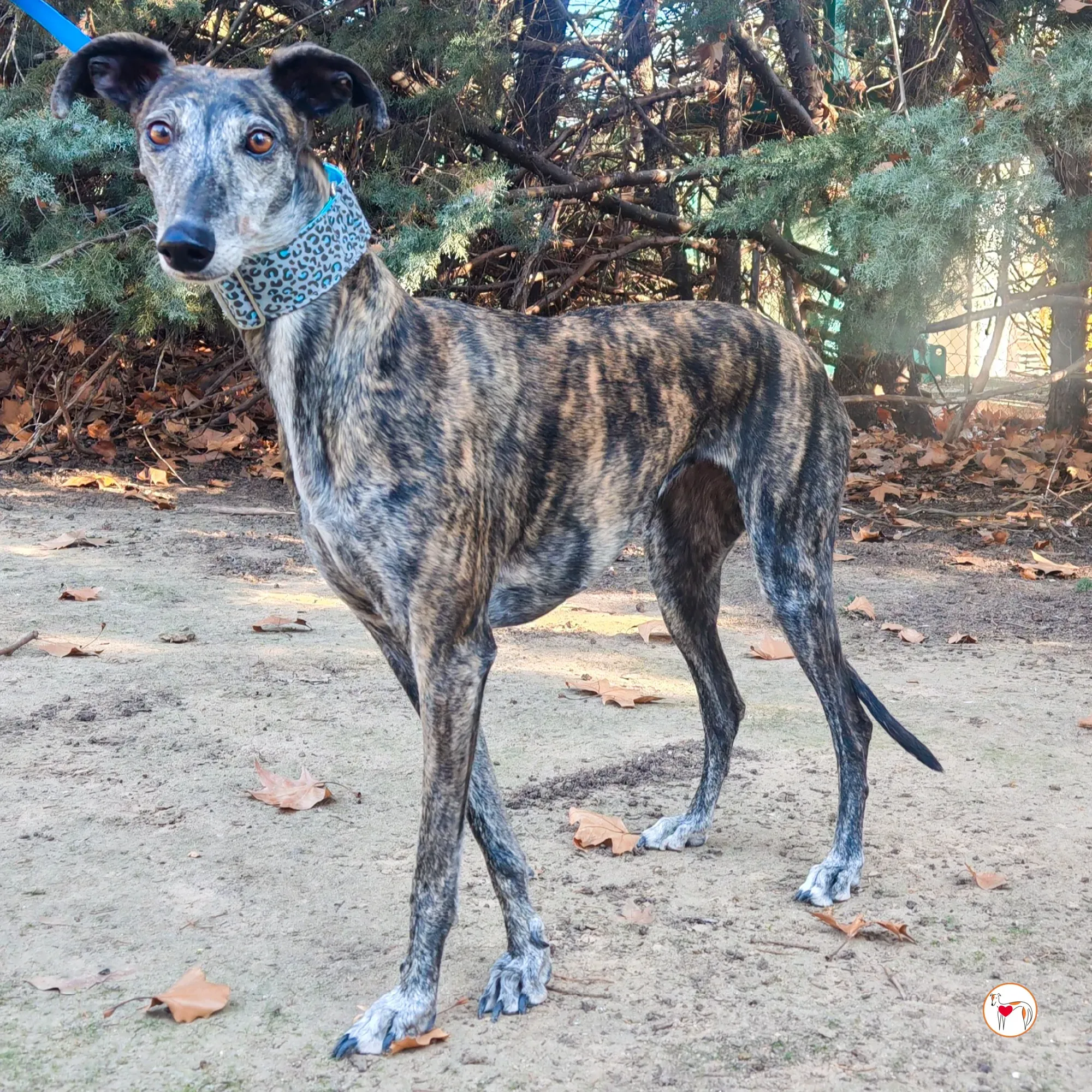 pepa galgo adozione 01