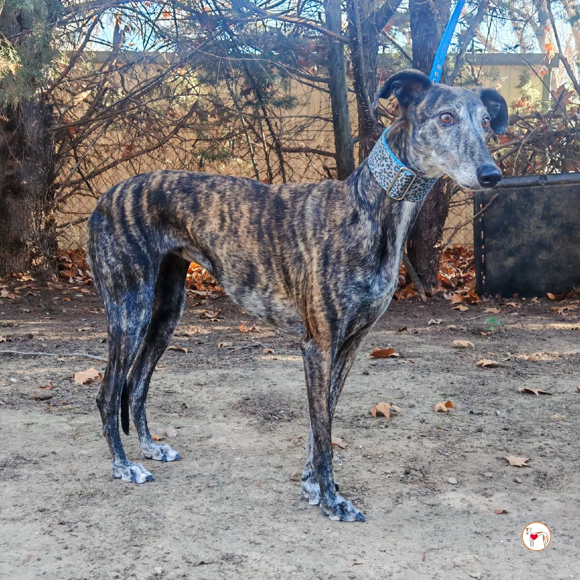 pepa galgo adozione 02