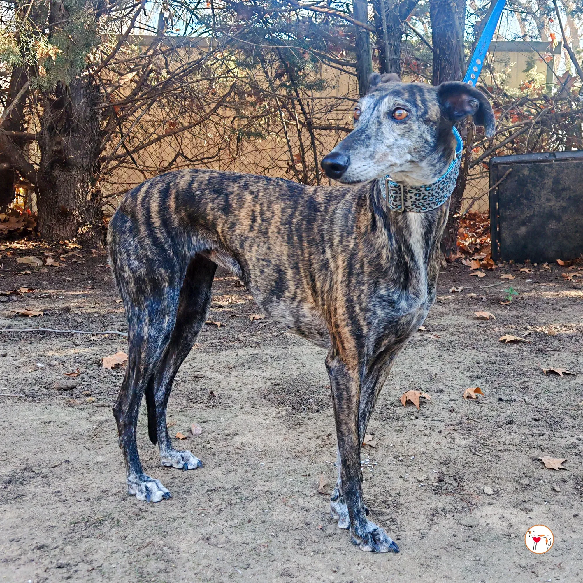 pepa galgo adozione 03