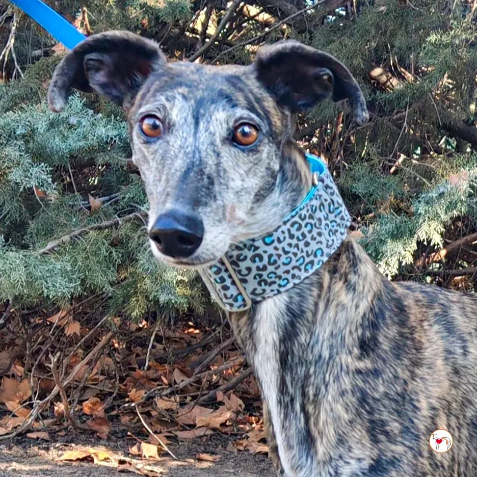 pepa galgo adozione 04