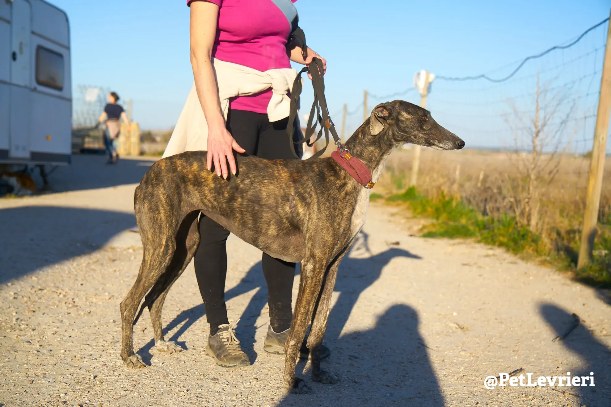 pepita adozione galgo 1 1