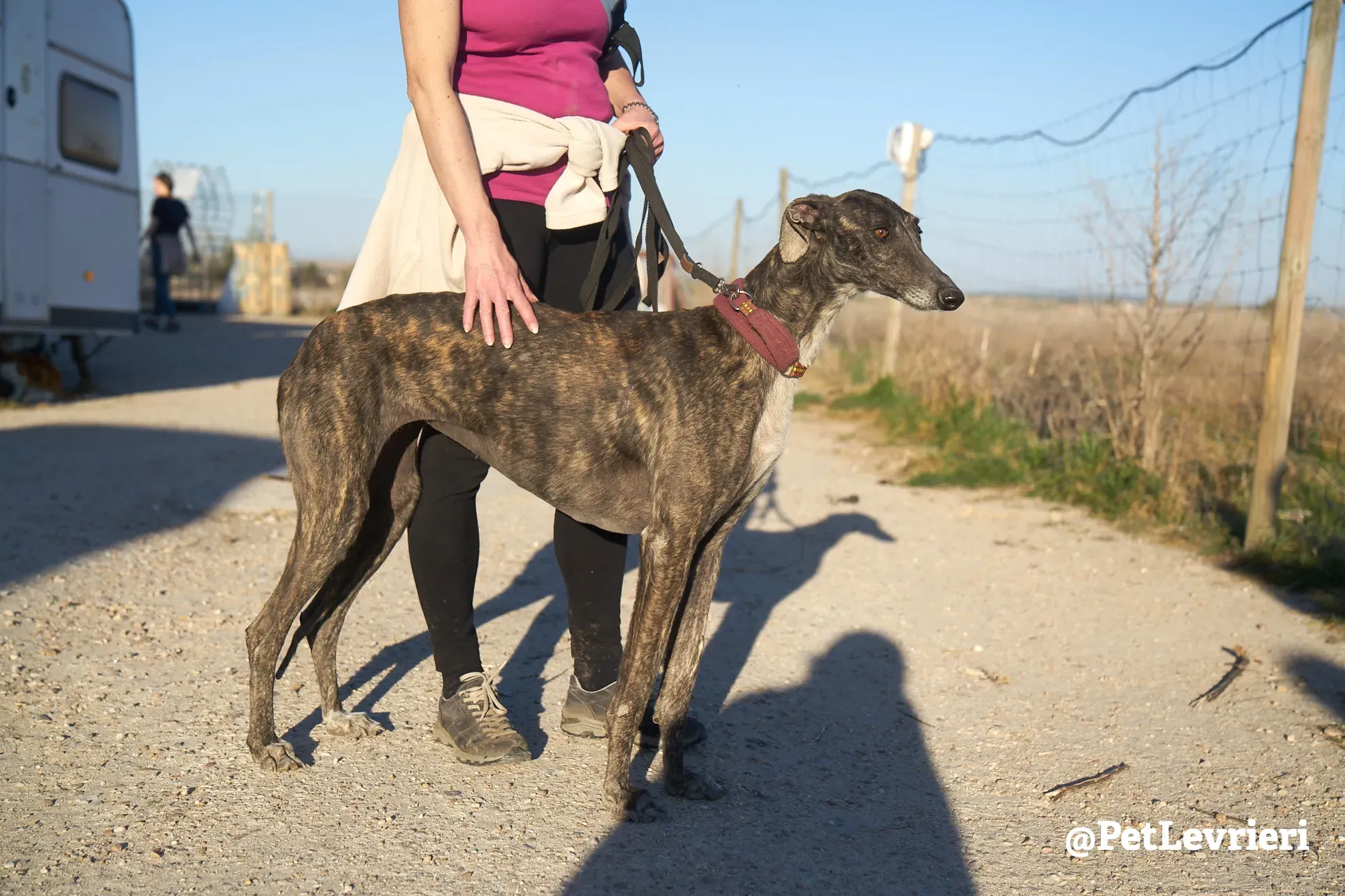 pepita adozione galgo 2 1