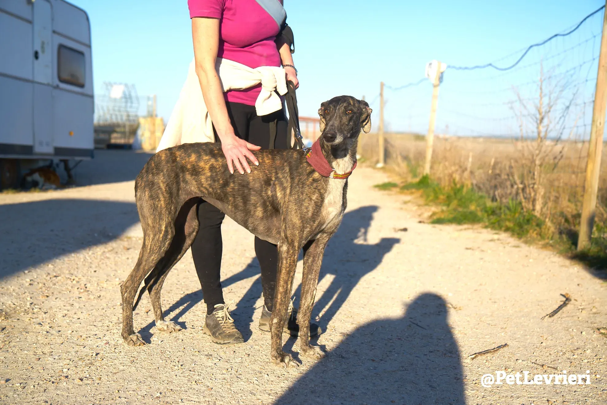 pepita adozione galgo 3 1