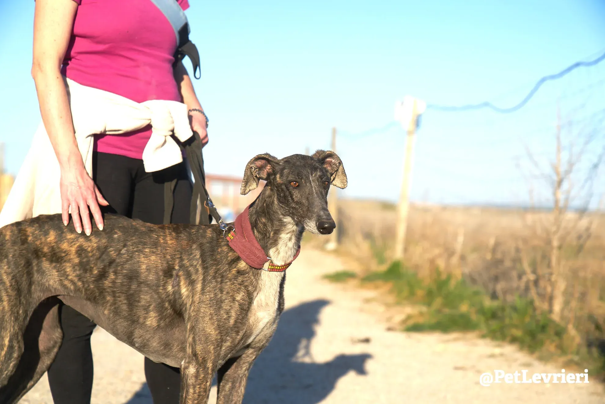 pepita adozione galgo 4 1