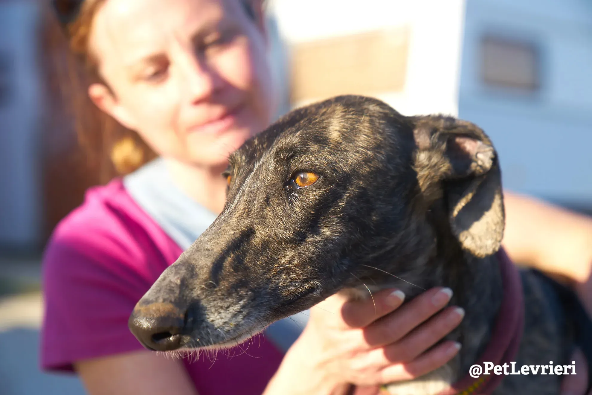 pepita adozione galgo 6 1