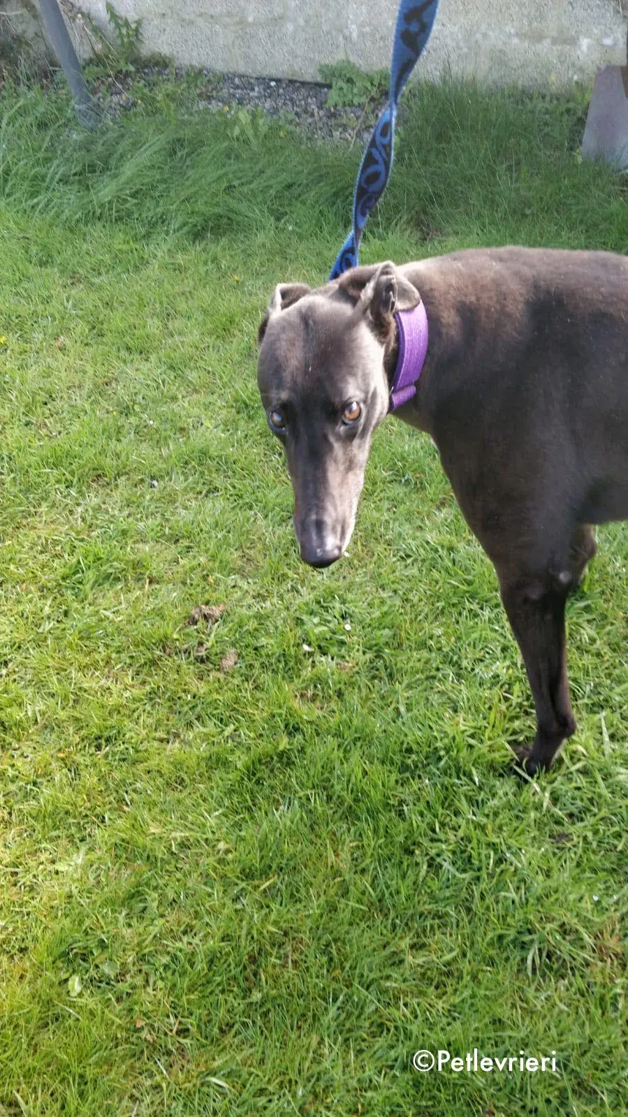 pepper adozione levrieri greyhound 1 1