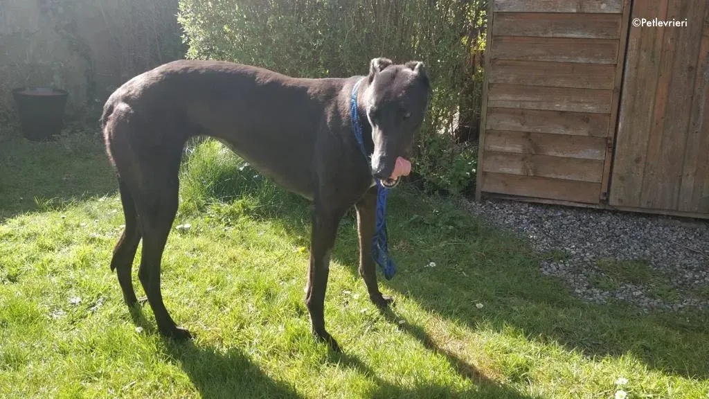 pepper adozione levrieri greyhound 10
