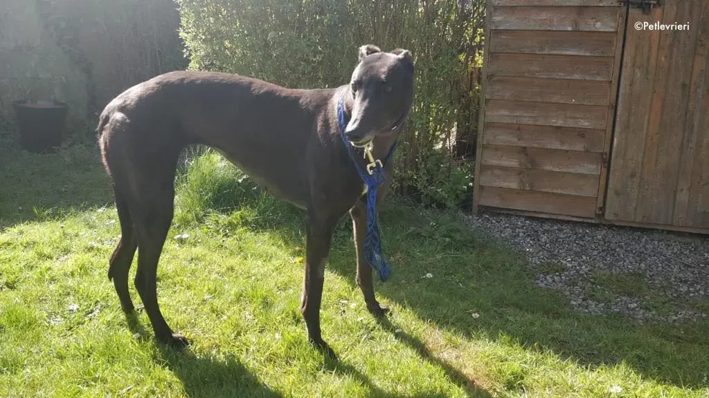pepper adozione levrieri greyhound 11