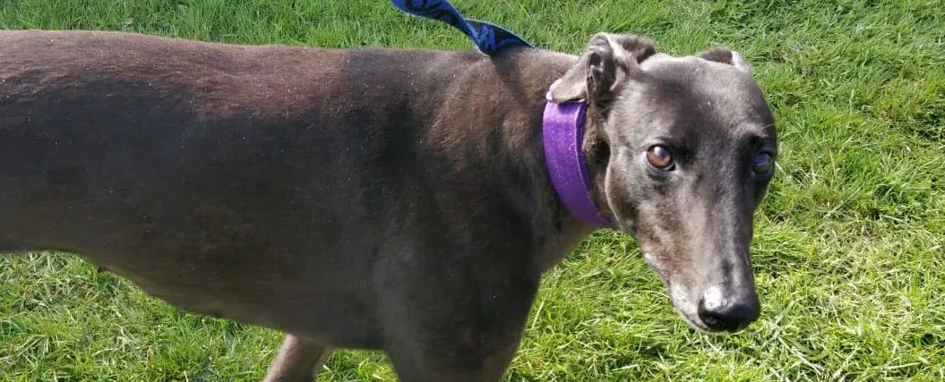 pepper adozione levrieri greyhound 2 1 e1618345494532